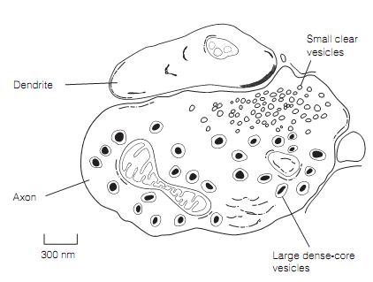 576_Morphology of chemical synapses 1.png